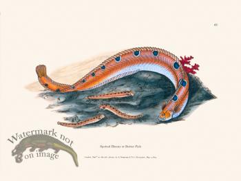 067 Spotted Blenny Butter Fish